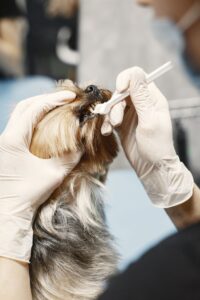 Dental Crowns in North York: When You Need One and How Long They Last