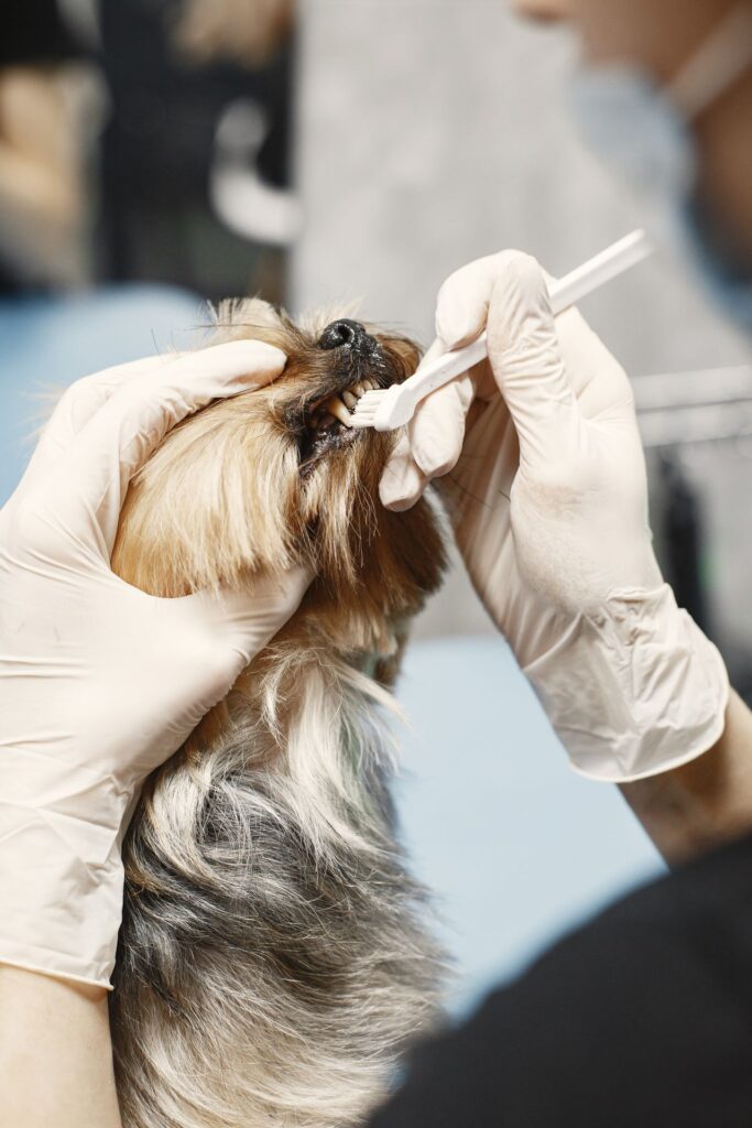 Dental Crowns in North York: When You Need One and How Long They Last